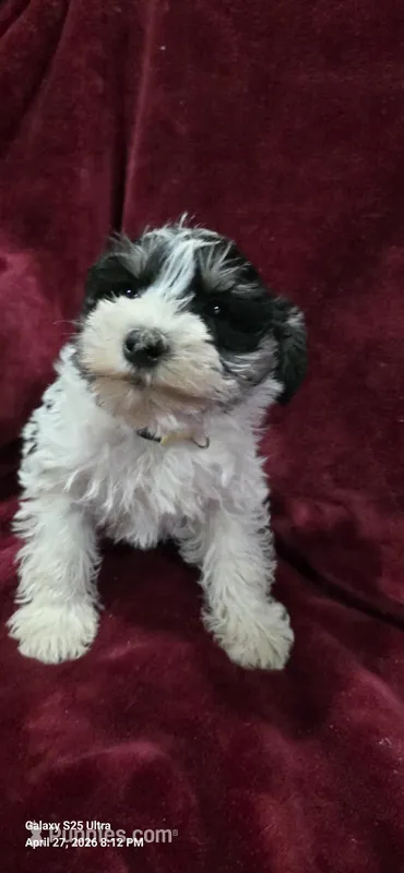 Rosie – Miniature Schnauzer puppy for sale in Portland, IN