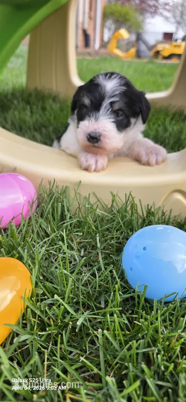 Female # 1 – Miniature Schnauzer puppy for sale in Portland, IN