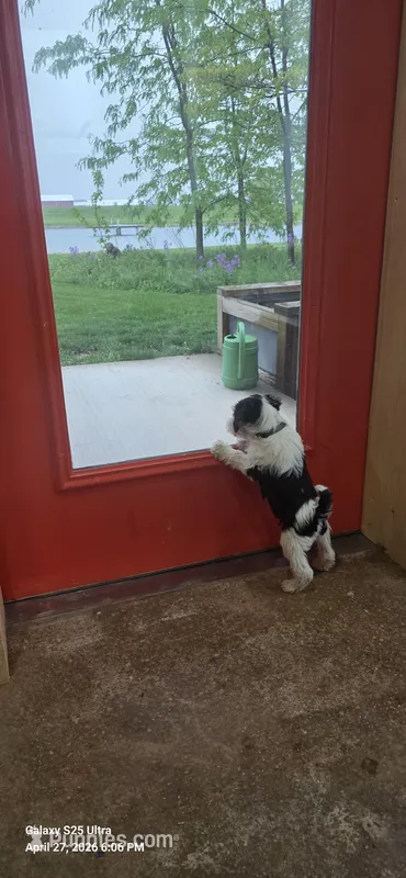 Red – Miniature Schnauzer puppy for sale in Portland, IN