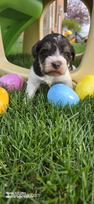 Male # 3 liver and white – Miniature Schnauzer puppy for sale in Portland, IN
