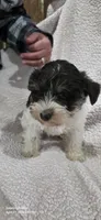 Red, a male Miniature Schnauzer for sale in Portland, IN – Photo 4 of 6