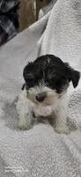 Red, a male Miniature Schnauzer for sale in Portland, IN – Photo 6 of 6