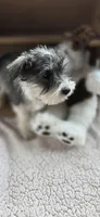 Rusty, a male Miniature Schnauzer for sale in Portland, IN – Photo 2 of 5