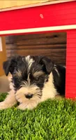 Poppy, a male Miniature Schnauzer for sale in Portland, IN – Photo 3 of 3