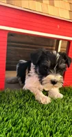 Poppy, a male Miniature Schnauzer for sale in Portland, IN – Photo 1 of 3