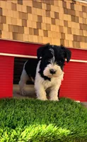 Daisy , a male Miniature Schnauzer for sale in Portland, IN – Photo 3 of 3