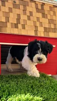 Daisy , a male Miniature Schnauzer for sale in Portland, IN – Photo 2 of 3