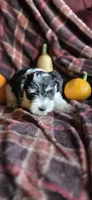 Roxy, a female Miniature Schnauzer for sale in Portland, IN – Photo 2 of 4