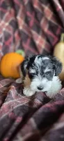 Roxy, a female Miniature Schnauzer for sale in Portland, IN – Photo 3 of 4