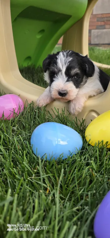 Male #1 – Miniature Schnauzer puppy for sale in Portland, IN
