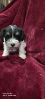Teddy Bear, a male Miniature Schnauzer for sale in Portland, IN – Photo 4 of 6