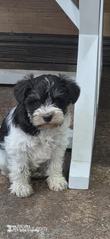Teddy Bear – Miniature Schnauzer puppy for sale in Portland, IN