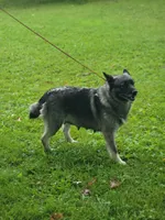 Camry, a female Norwegian Elkhound for sale in Conrath, WI – 6 of 7