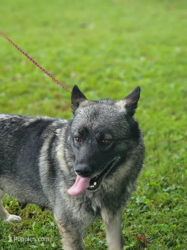 Camry – Norwegian Elkhound puppy for sale in Conrath, WI