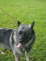 Camry, a female Norwegian Elkhound for sale in Conrath, WI – 1 of 7