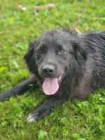 Coffee, a female Australian Shepherd and Golden Retriever for sale in Conrath, WI – 5 of 5