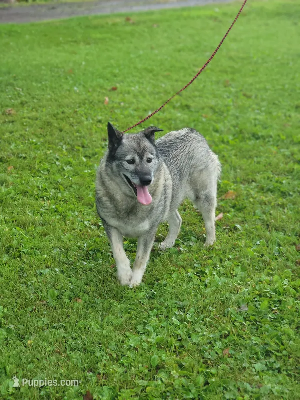 Kia – Norwegian Elkhound puppy for sale in Conrath, WI