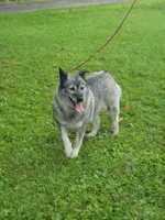 Kia, a female Norwegian Elkhound for sale in Conrath, WI – 1 of 8
