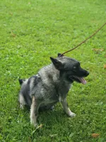 Camry, a female Norwegian Elkhound for sale in Conrath, WI – 4 of 7