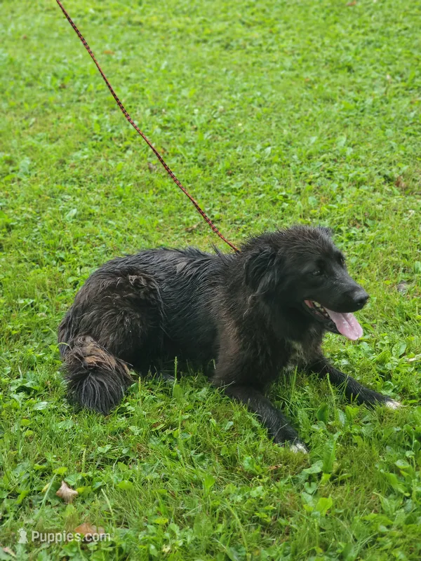 Coffee – Australian Shepherd, Golden Retriever puppy for sale in Conrath, WI
