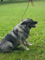 Camry, a female Norwegian Elkhound for sale in Conrath, WI – 2 of 7