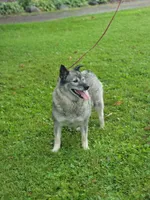 Kia, a female Norwegian Elkhound for sale in Conrath, WI – 6 of 8