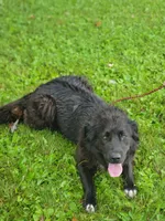 Coffee, a female Australian Shepherd and Golden Retriever for sale in Conrath, WI – 4 of 5