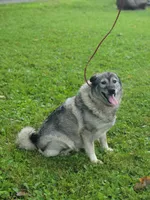 Kia, a female Norwegian Elkhound for sale in Conrath, WI – 5 of 8