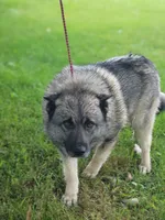 Charger, a male Norwegian Elkhound for sale in Conrath, WI – 2 of 3