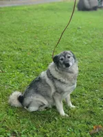 Kia, a female Norwegian Elkhound for sale in Conrath, WI – 7 of 8