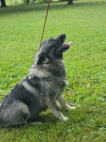 Camry, a female Norwegian Elkhound for sale in Conrath, WI – 7 of 7
