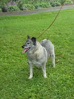 Kia, a female Norwegian Elkhound for sale in Conrath, WI – 4 of 8