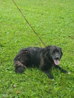 Coffee, a female Australian Shepherd and Golden Retriever for sale in Conrath, WI – 2 of 5