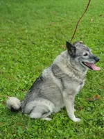Kia, a female Norwegian Elkhound for sale in Conrath, WI – 2 of 8