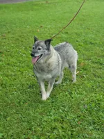 Kia, a female Norwegian Elkhound for sale in Conrath, WI – 8 of 8