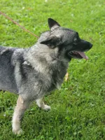 Camry, a female Norwegian Elkhound for sale in Conrath, WI – 5 of 7