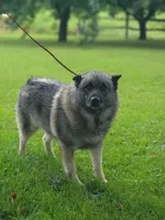 Charger, a male Norwegian Elkhound for sale in Conrath, WI – 3 of 3