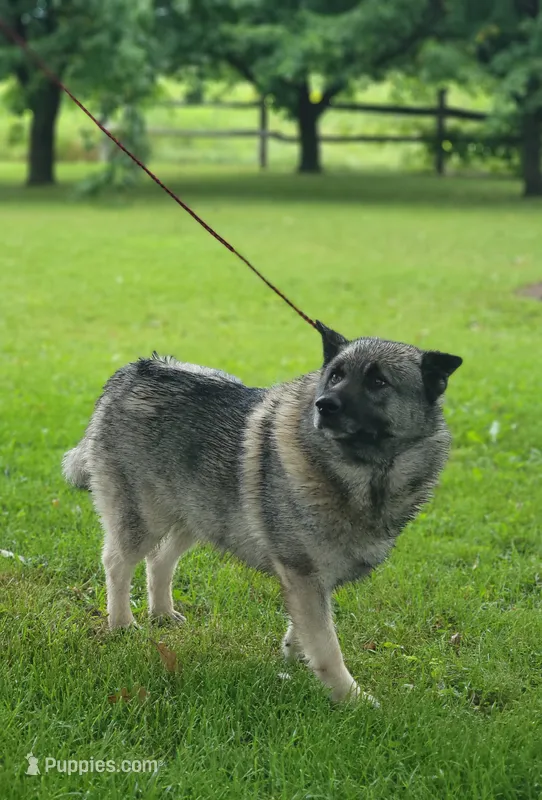 Charger – Norwegian Elkhound puppy for sale in Conrath, WI