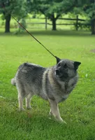 Charger, a male Norwegian Elkhound for sale in Conrath, WI – 1 of 3