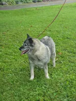 Kia, a female Norwegian Elkhound for sale in Conrath, WI – 3 of 8