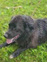 Coffee, a female Australian Shepherd and Golden Retriever for sale in Conrath, WI – 3 of 5