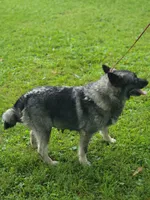 Camry, a female Norwegian Elkhound for sale in Conrath, WI – 3 of 7