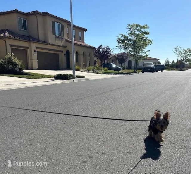 Neo – Yorkshire Terrier puppy for sale in Brentwood, CA