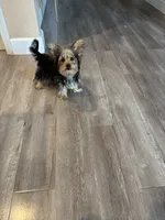 Neo, a male Yorkshire Terrier for sale in Brentwood, CA – 3 of 5