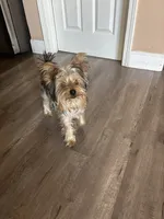 Neo, a male Yorkshire Terrier for sale in Brentwood, CA – 4 of 5