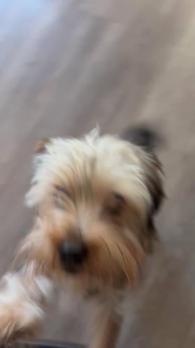Neo, a male Yorkshire Terrier for sale in Brentwood, CA – 5 of 5