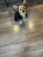 Neo, a male Yorkshire Terrier for sale in Brentwood, CA – 2 of 5