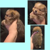 Chocolate merle boy , a male Pomeranian for sale in Bloomingdale, NJ – 3 of 6