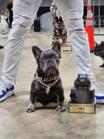 Rocket , a male French Bulldog for sale in Bloomingdale, NJ – 3 of 6