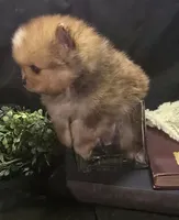 Chocolate merle boy , a male Pomeranian for sale in Bloomingdale, NJ – 3 of 8